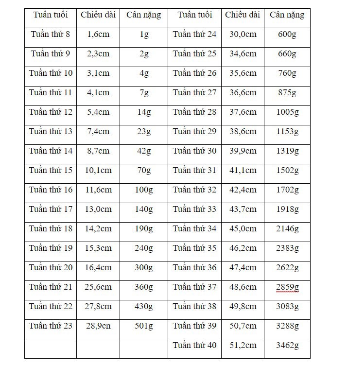 Chỉ số phát triển thai nhi theo tuần và bảng cân nặng thai nhi theo tuần
