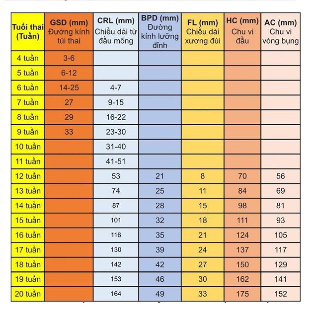 Chỉ số phát triển thai nhi theo tuần và bảng cân nặng thai nhi theo tuần